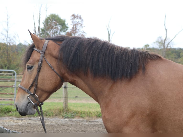 Percheron Mix Stute 4 Jahre 163 cm Rotbrauner in Perkasie