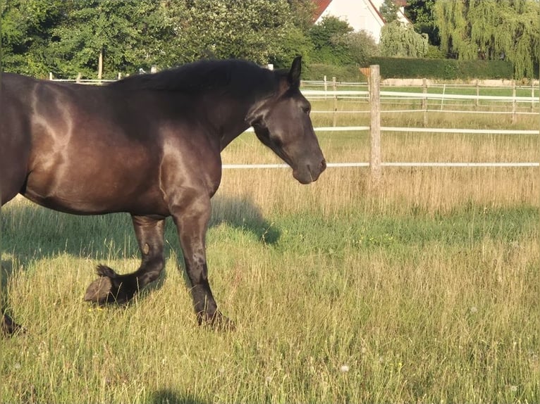 Percheron Stute 4 Jahre 164 cm Rappe in Kirchdorf an der Amper