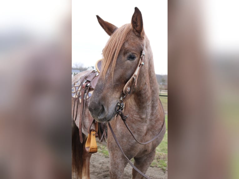 Percheron Mix Stute 4 Jahre 165 cm Roan-Red in Perkasie