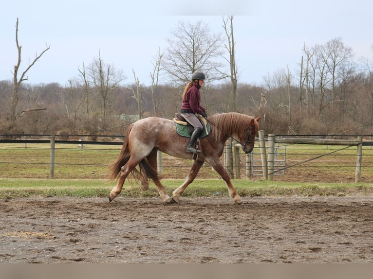 Percheron Mix Stute 4 Jahre 165 cm Roan-Red in Perkasie