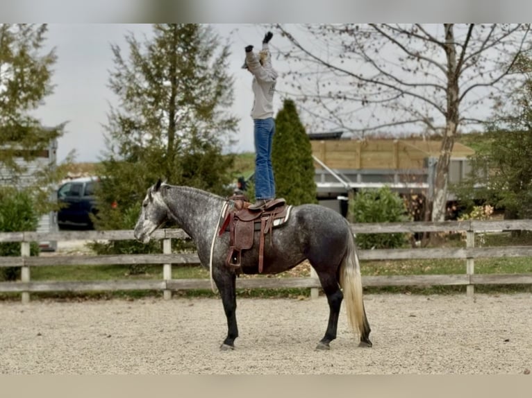 Percheron Mix Stute 4 Jahre 165 cm Schimmel in Gap