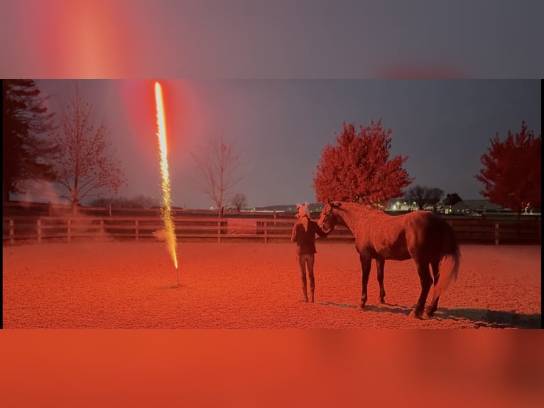Percheron Mix Stute 4 Jahre 165 cm Schimmel in Gap