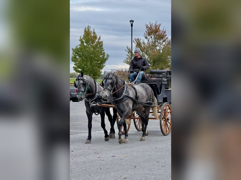 Percheron Mix Stute 4 Jahre 165 cm Schimmel in Gap