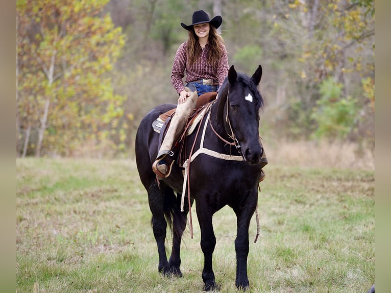 Percheron Stute 4 Jahre 173 cm Rappe in Georgetown