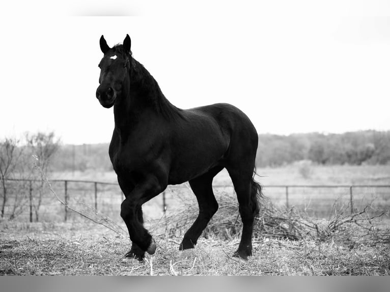 Percheron Stute 4 Jahre 173 cm Rappe in Georgetown