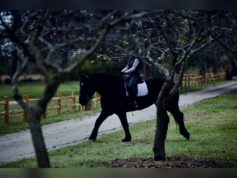 Percheron Stute 4 Jahre 173 cm Rappe in Georgetown