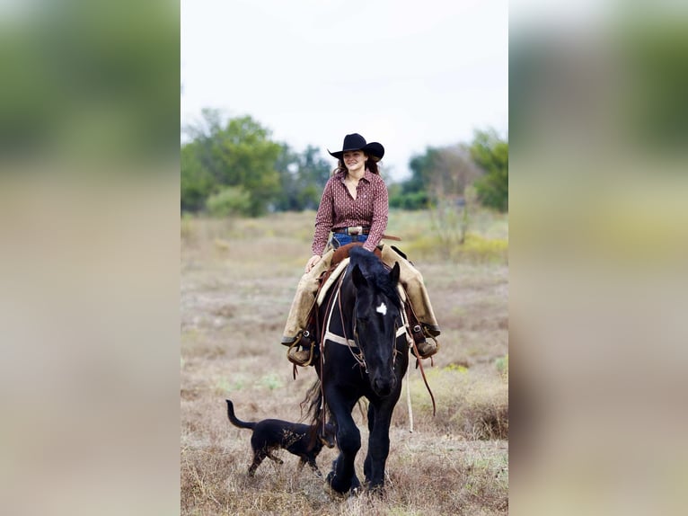 Percheron Stute 4 Jahre 173 cm Rappe in Georgetown