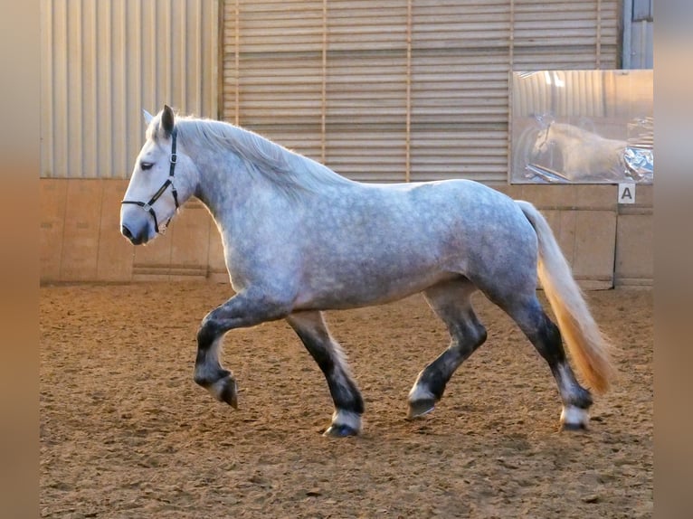 Percheron Stute 4 Jahre 175 cm Apfelschimmel in Neustadt (Wied)