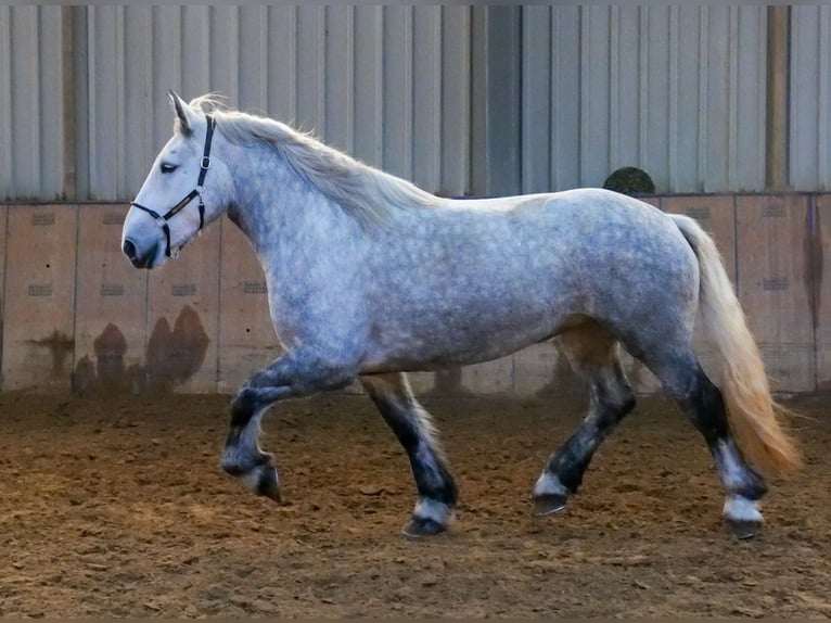 Percheron Stute 4 Jahre 175 cm Apfelschimmel in Neustadt (Wied)