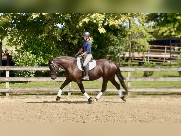 Percheron Mix Stute 4 Jahre Rappe in Gap
