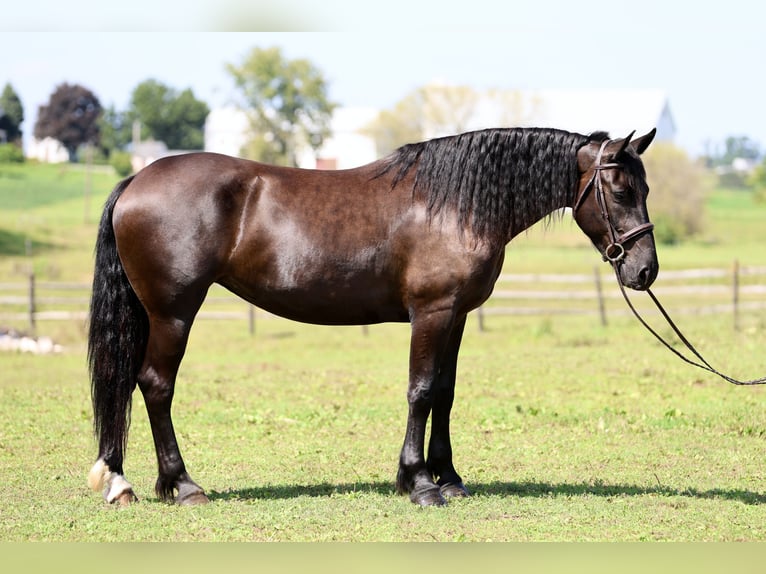 Percheron Mix Stute 4 Jahre Rappe in Gap