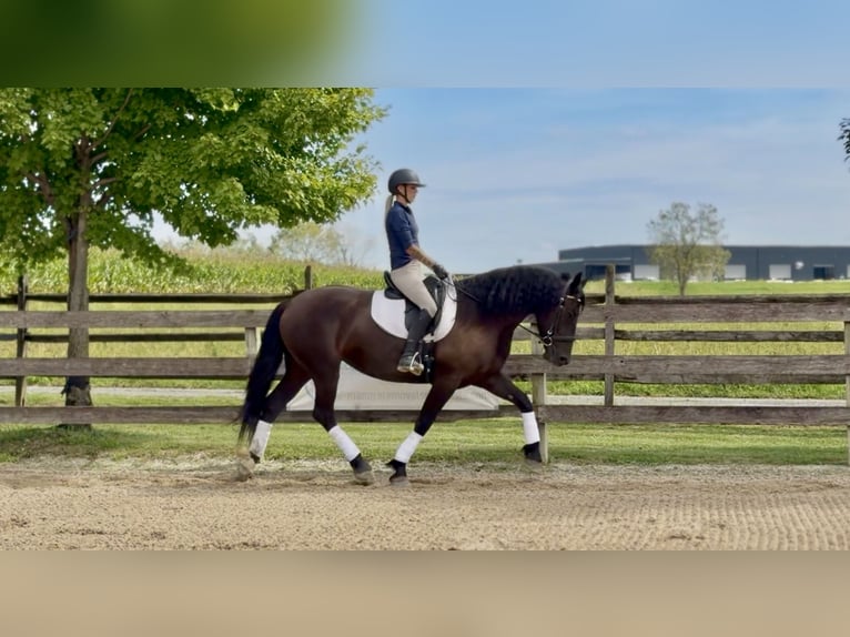 Percheron Mix Stute 4 Jahre Rappe in Gap