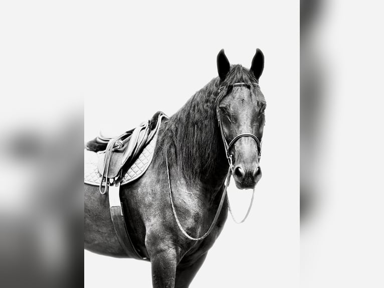 Percheron Mix Stute 4 Jahre Rappe in Gap