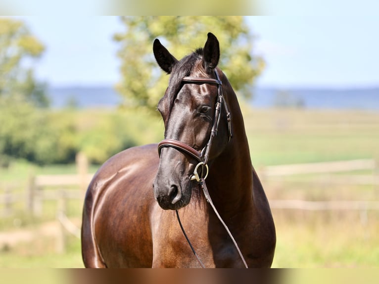 Percheron Mix Stute 4 Jahre Rappe in Gap