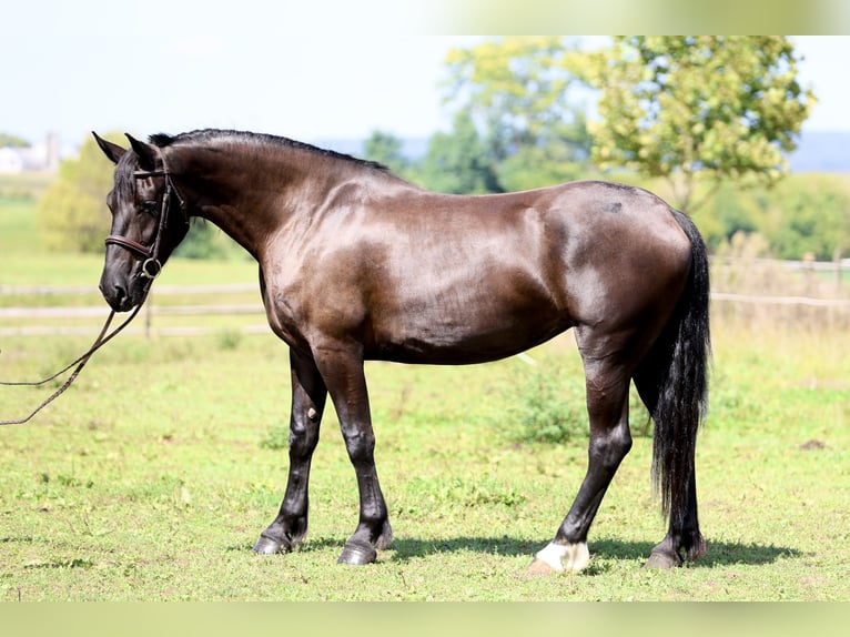 Percheron Mix Stute 4 Jahre Rappe in Gap