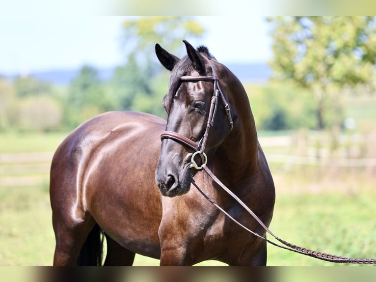 Percheron Mix Stute 4 Jahre Rappe in Gap