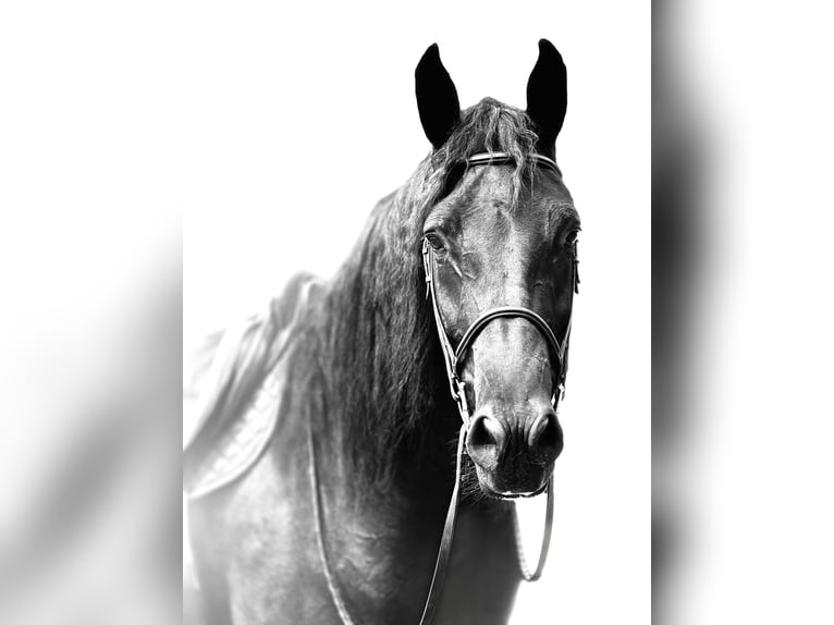 Percheron Mix Stute 4 Jahre Rappe in Gap