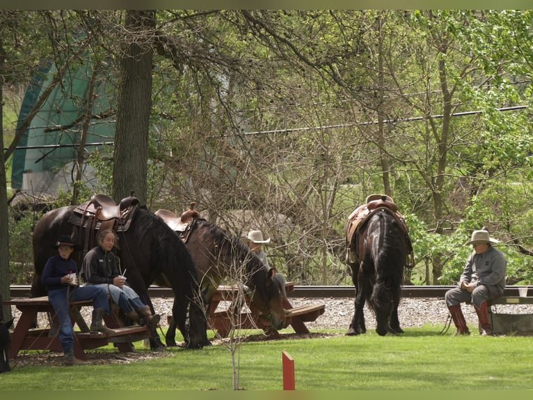 Percheron Mix Stute 4 Jahre Rappe in Fresno