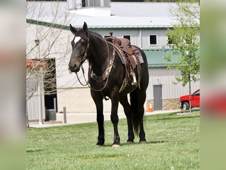 Percheron Mix Stute 4 Jahre Rappe in Fresno
