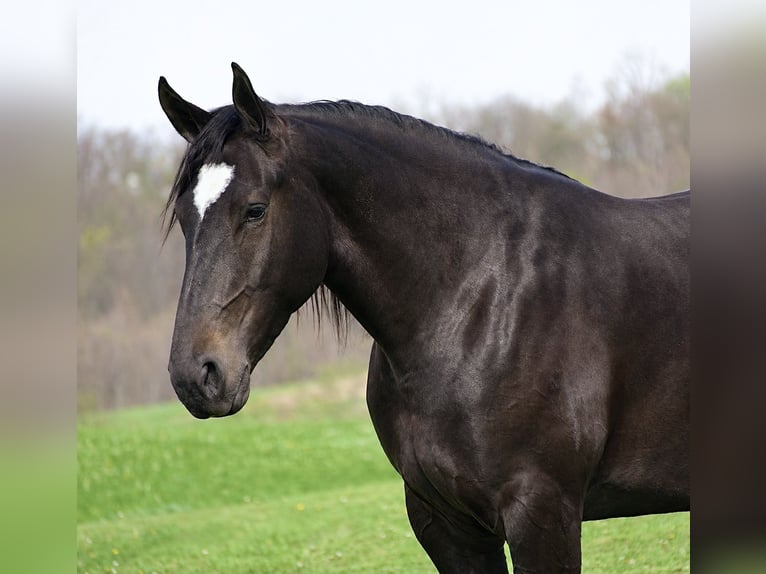 Percheron Mix Stute 4 Jahre Rappe in Fresno
