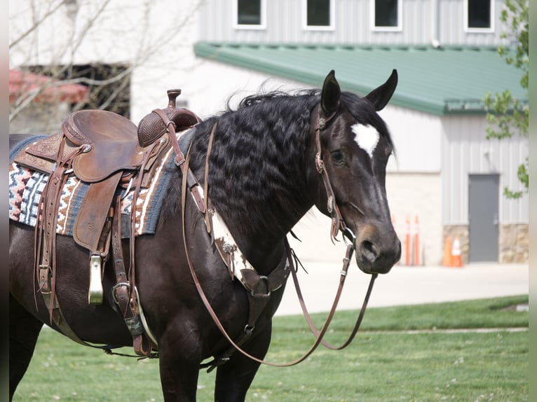 Percheron Mix Stute 4 Jahre Rappe in Fresno