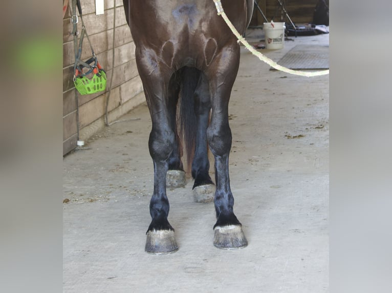 Percheron Mix Stute 4 Jahre Rappe in Fresno