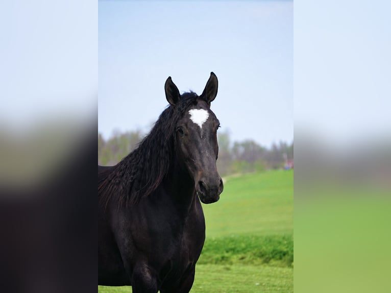 Percheron Mix Stute 4 Jahre Rappe in Fresno