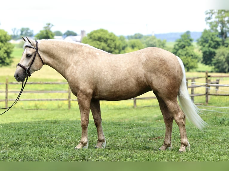 Percheron Mix Stute 5 Jahre 157 cm Palomino in Gap