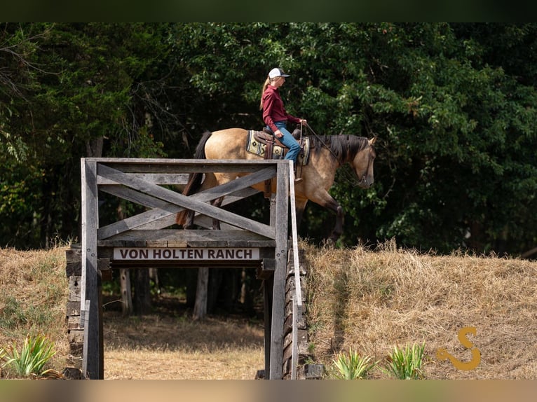 Percheron Mix Stute 5 Jahre 160 cm Buckskin in Bogard