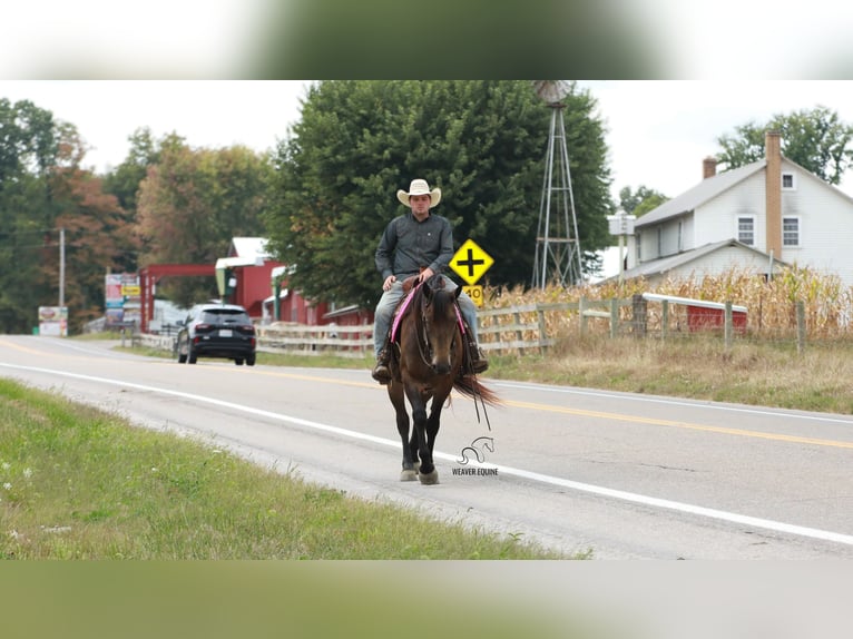 Percheron Mix Stute 5 Jahre 160 cm Buckskin in Fredericksburg