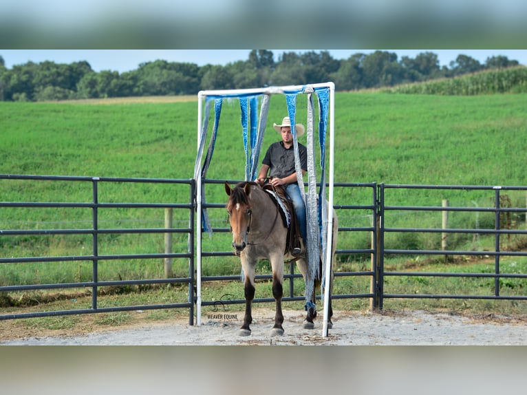 Percheron Mix Stute 5 Jahre 160 cm Roan-Bay in Fredericksburg