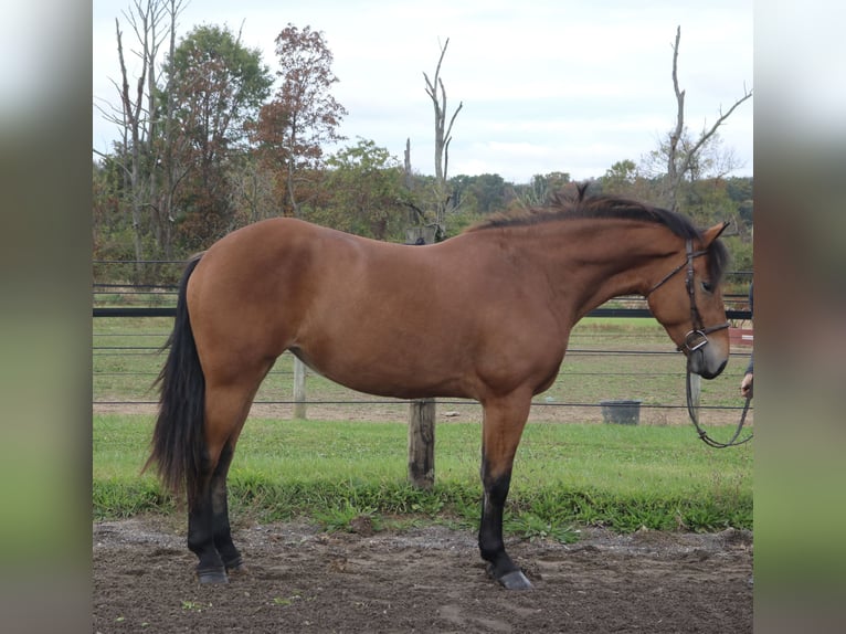 Percheron Mix Stute 5 Jahre 163 cm Rotbrauner in Perkasie