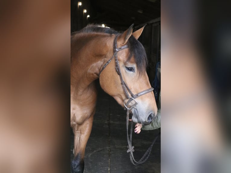 Percheron Mix Stute 5 Jahre 163 cm Rotbrauner in Perkasie