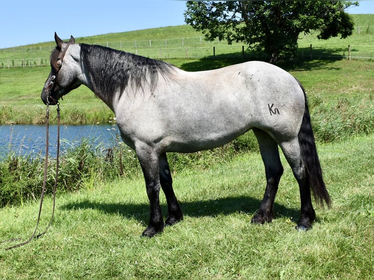 Percheron Mix Stute 5 Jahre 165 cm Roan-Blue in Fresno, Oh