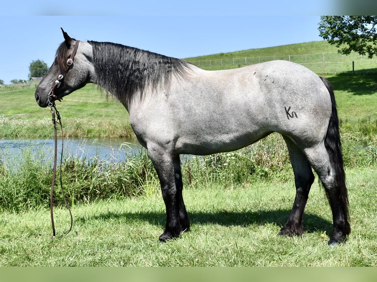 Percheron Mix Stute 5 Jahre 165 cm Roan-Blue in Fresno, Oh