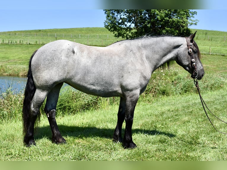 Percheron Mix Stute 5 Jahre 165 cm Roan-Blue in Fresno, Oh