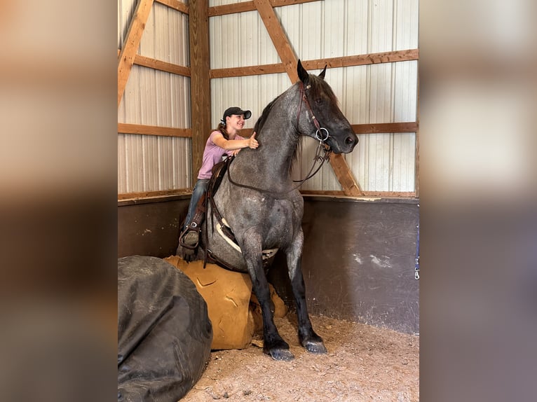 Percheron Mix Stute 5 Jahre 165 cm Roan-Blue in Fresno, Oh