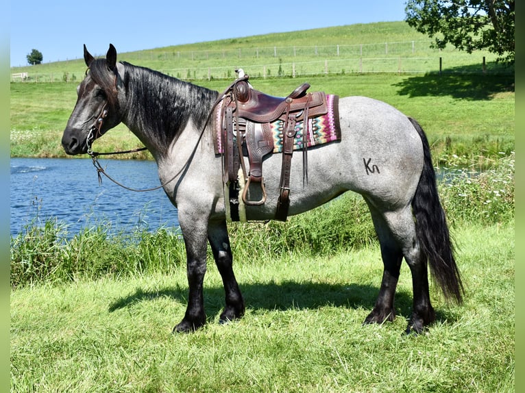 Percheron Mix Stute 5 Jahre 165 cm Roan-Blue in Fresno, Oh