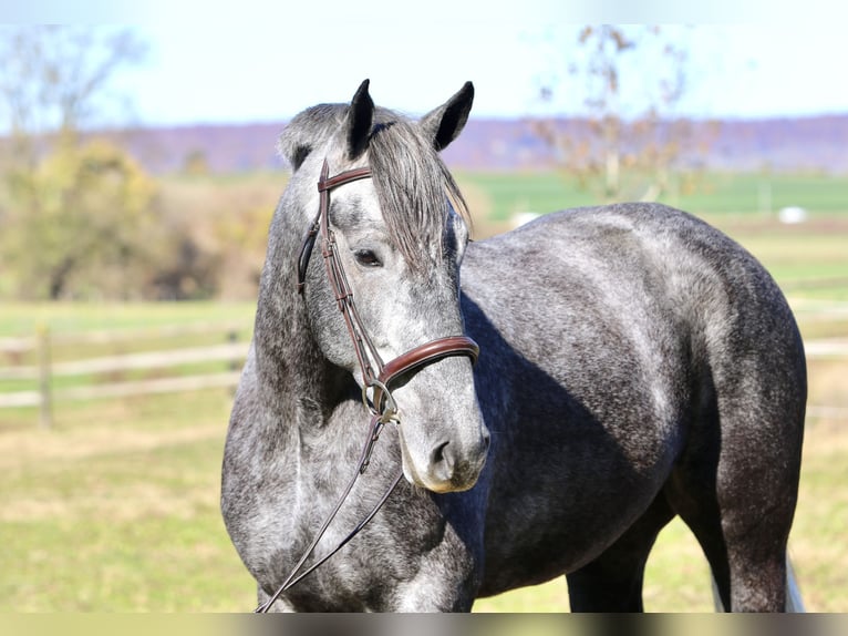 Percheron Mix Stute 5 Jahre 165 cm Schimmel in Gap