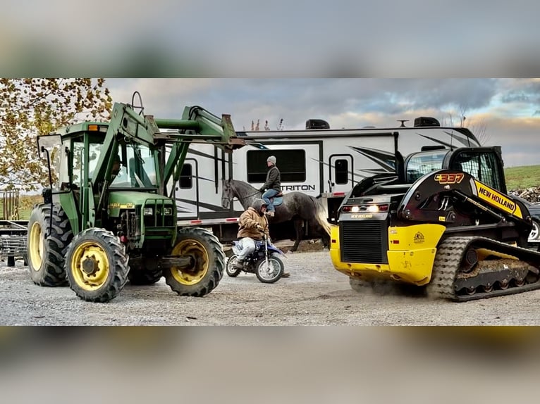 Percheron Mix Stute 5 Jahre 165 cm Schimmel in Gap