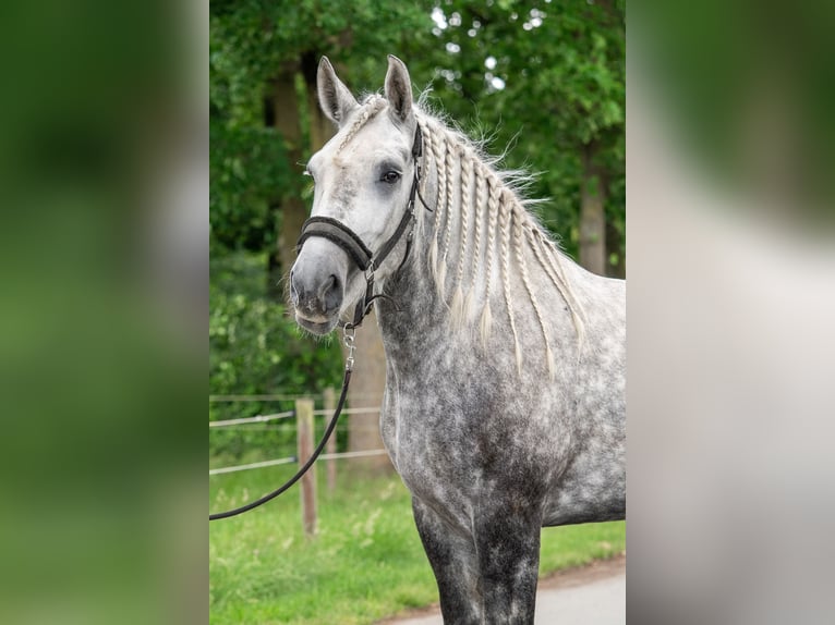 Percheron Stute 5 Jahre 167 cm Apfelschimmel in Kaldenkirchen