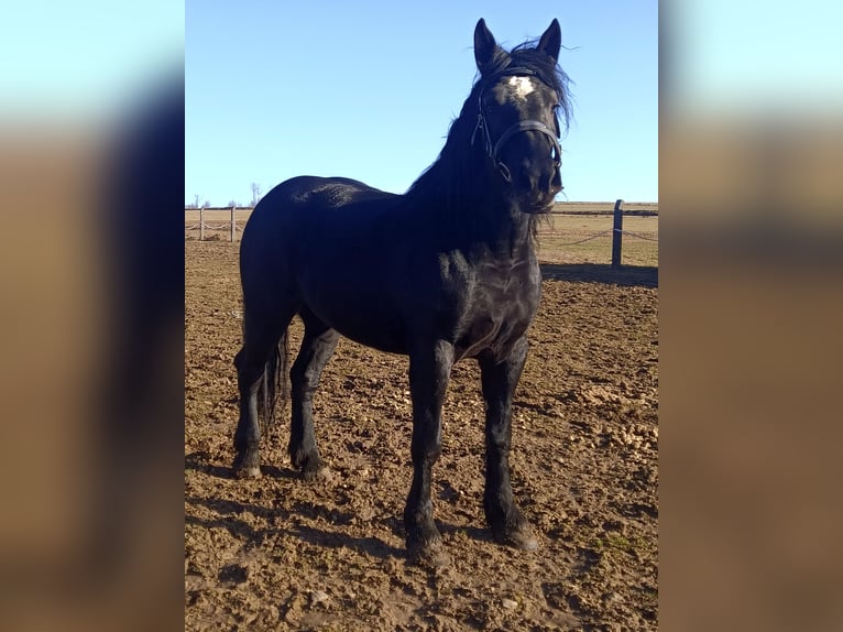 Percheron Stute 5 Jahre 172 cm Rappe in Schönsee