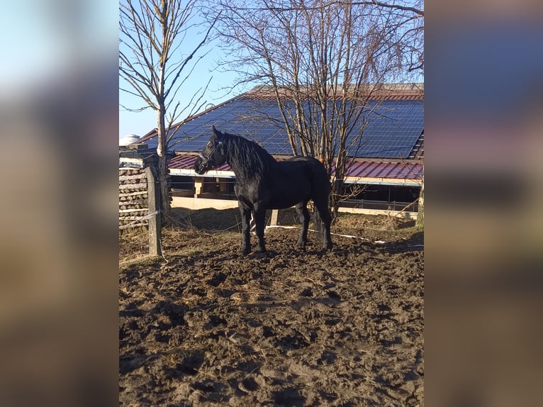 Percheron Stute 5 Jahre 172 cm Rappe in Schönsee