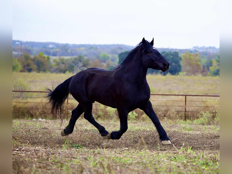 Percheron Stute 5 Jahre 173 cm Rappe in Georgetown