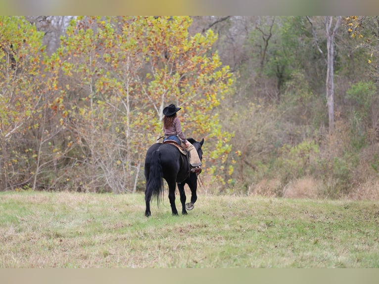 Percheron Stute 5 Jahre 173 cm Rappe in Georgetown