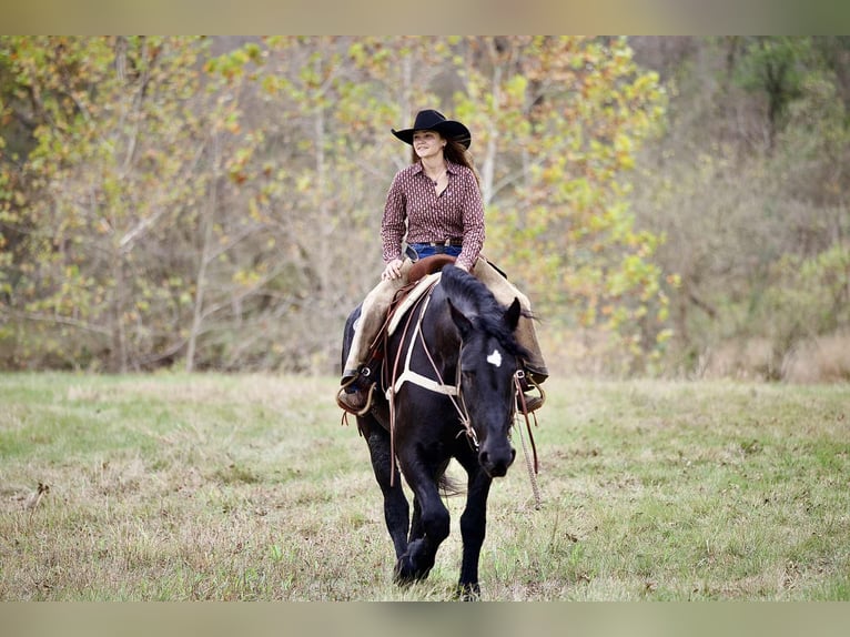 Percheron Stute 5 Jahre 173 cm Rappe in Georgetown