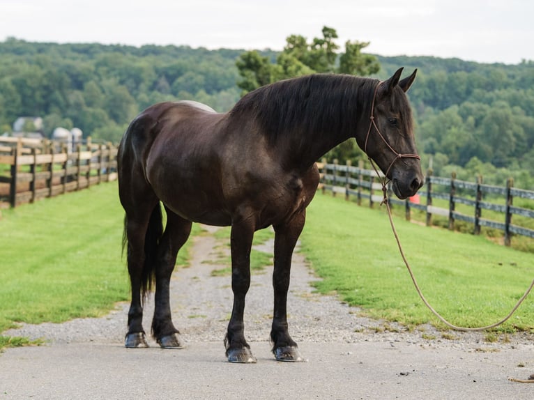 Percheron Mix Stute 5 Jahre Rappe in Honey Brook