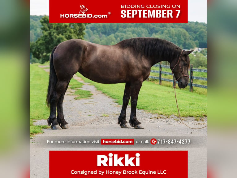 Percheron Mix Stute 5 Jahre Rappe in Honey Brook
