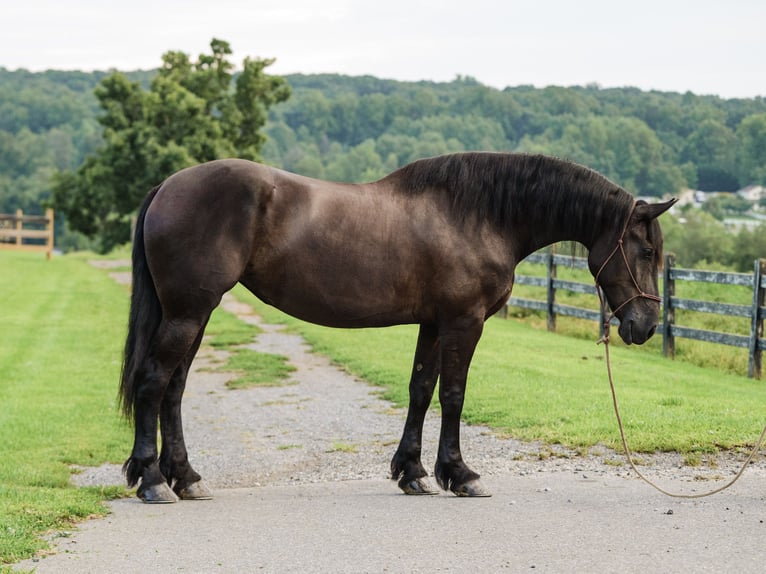 Percheron Mix Stute 5 Jahre Rappe in Honey Brook