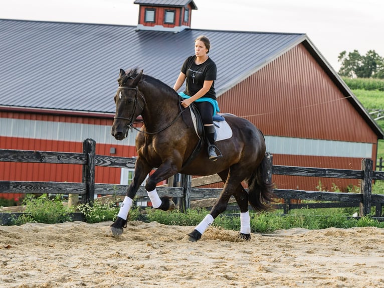 Percheron Mix Stute 5 Jahre Rappe in Honey Brook